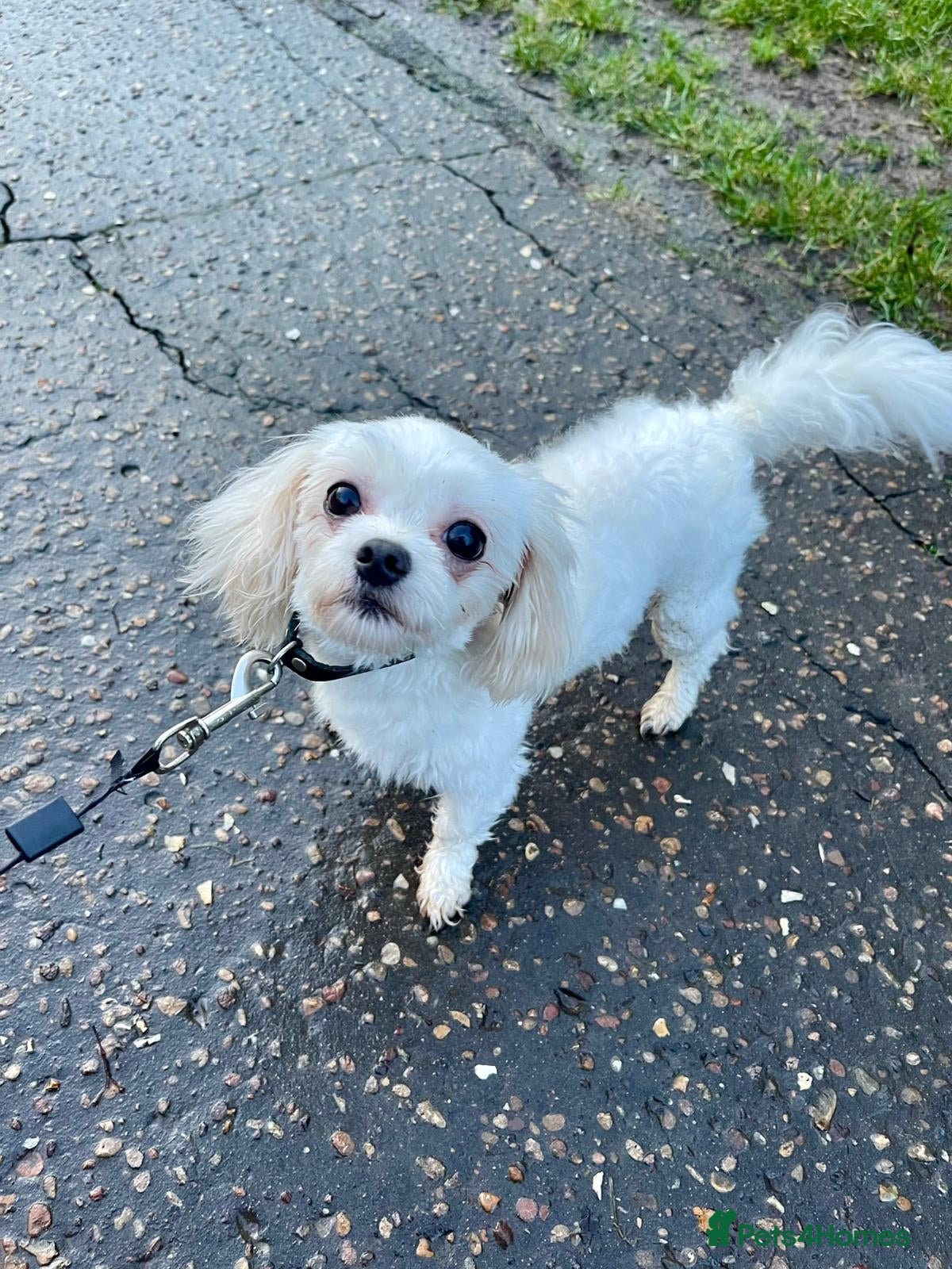 Maltese dogs Adorable 3.5 years old girl  - Advert 2