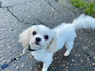 Maltese dogs Adorable 3.5 years old girl - Advert 2