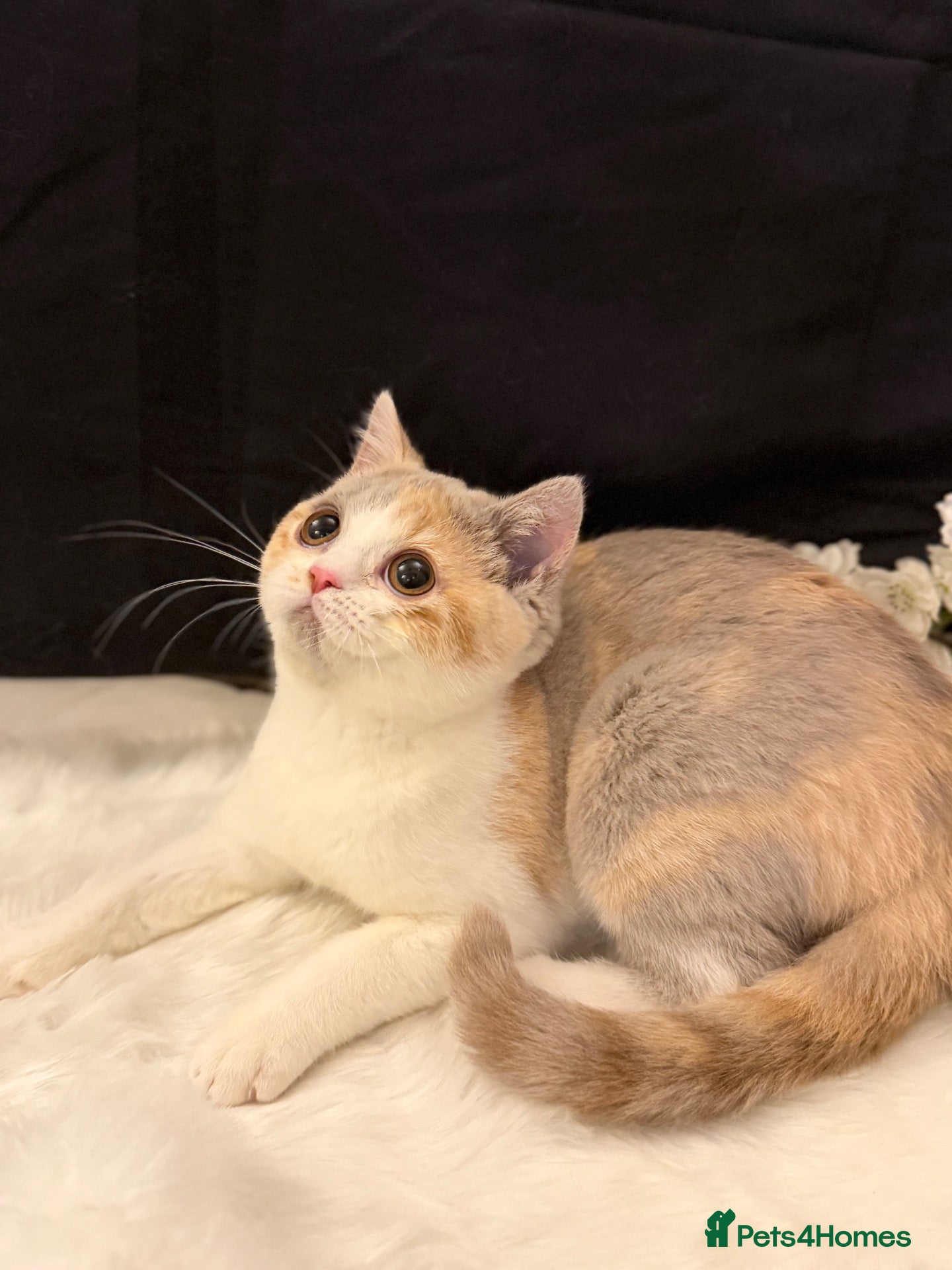 British Shorthair cats READY NOW - REGISTERED FULL PEDIGREE BSH FROM £750 - Advert 1
