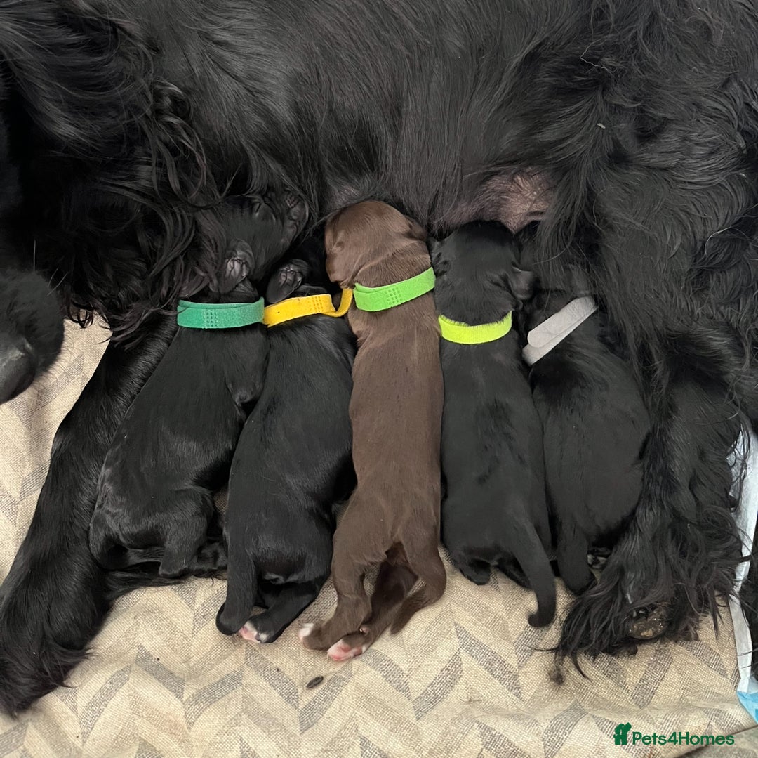 Cocker Spaniel dogs for sale: 🐾Working cocker spaniel puppies🐾 - Image 4
