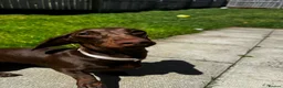 Miniature Dachshund dogs for sale: Miniature Dachshund for Rehome - Advert 4