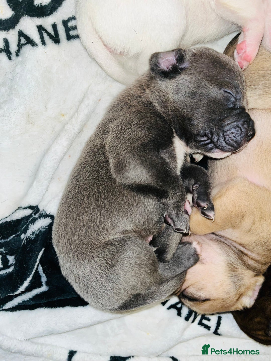 American Bull Staffy dogs for sale: Beautiful American bulldog x staff puppies   - Image 14