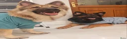 German Shepherd dogs for sale: German Shepherd Puppies | 5 Male, 3 Female - Advert 12