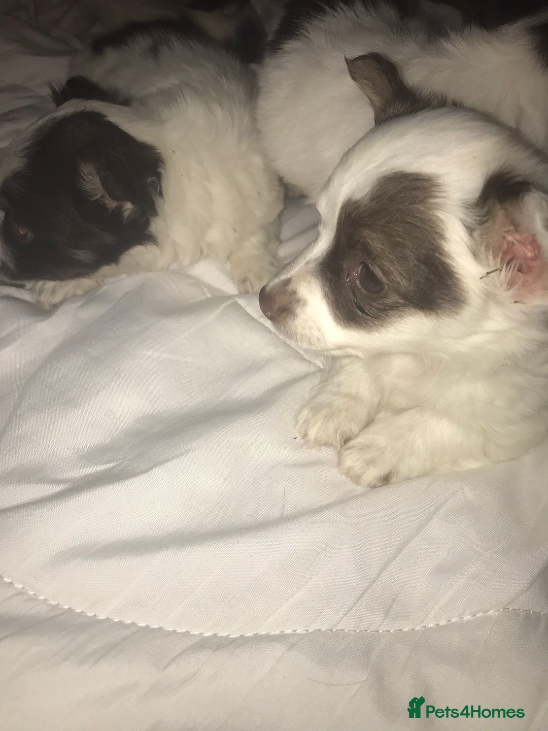 Mixed Breed dogs for sale: Miniature teacup chihuahua X Jack russell puppies  - Image 7
