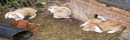 Dwarf Lop rabbits for sale: Friendly, lovely, laidback dwarf lop girls🐰🥰 - Advert 4