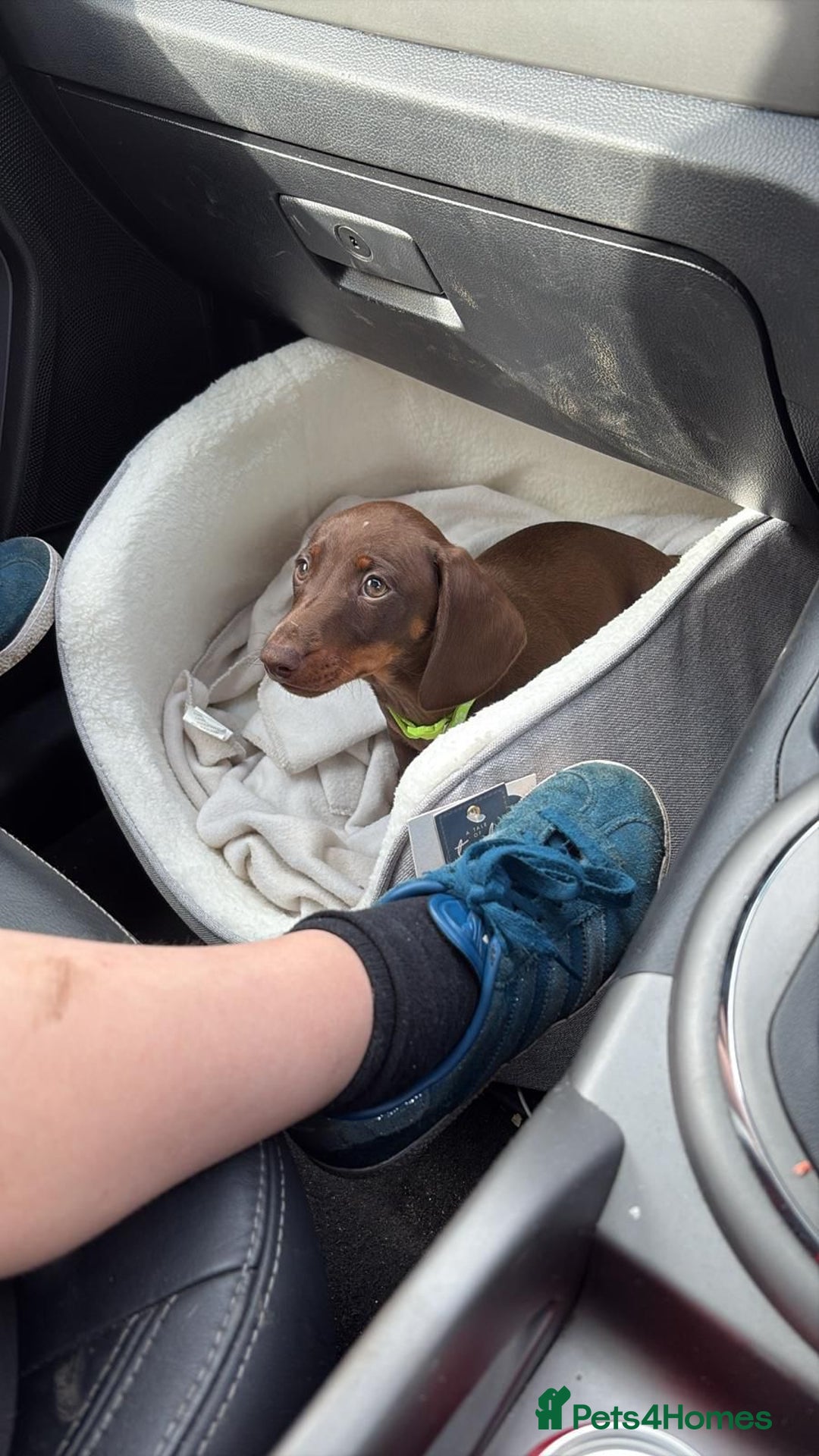 Dachshund dogs for sale: Dachshund for sale - Image 6