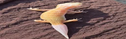 Gecko reptiles for sale: Crested & leopard gecko babies - Advert 5