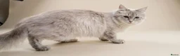 Siberian cats for sale: Pure Siberian Neva Masquerade  in Peterborough - Advert 9