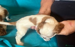 Cavalier King Charles Spaniel dogs for sale: Kc register King Charles puppies. - Image 8
