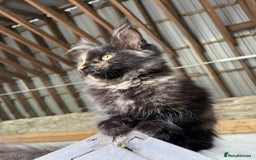Maine Coon cats for sale: Full pedigree MaineCoon kittens  - Image 20