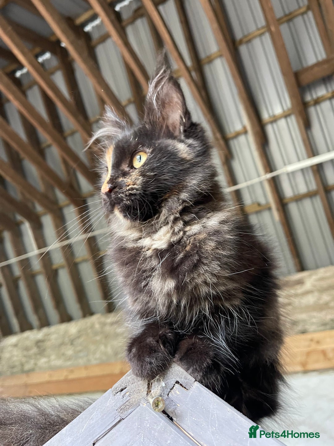 Maine Coon cats for sale: Full pedigree MaineCoon kittens  - Image 20