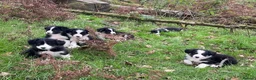Border Collie dogs for sale: Farm bred border collie puppies - Advert 1