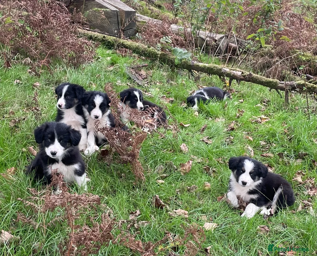 Border Collie dogs for sale: Farm bred border collie puppies - Advert 1