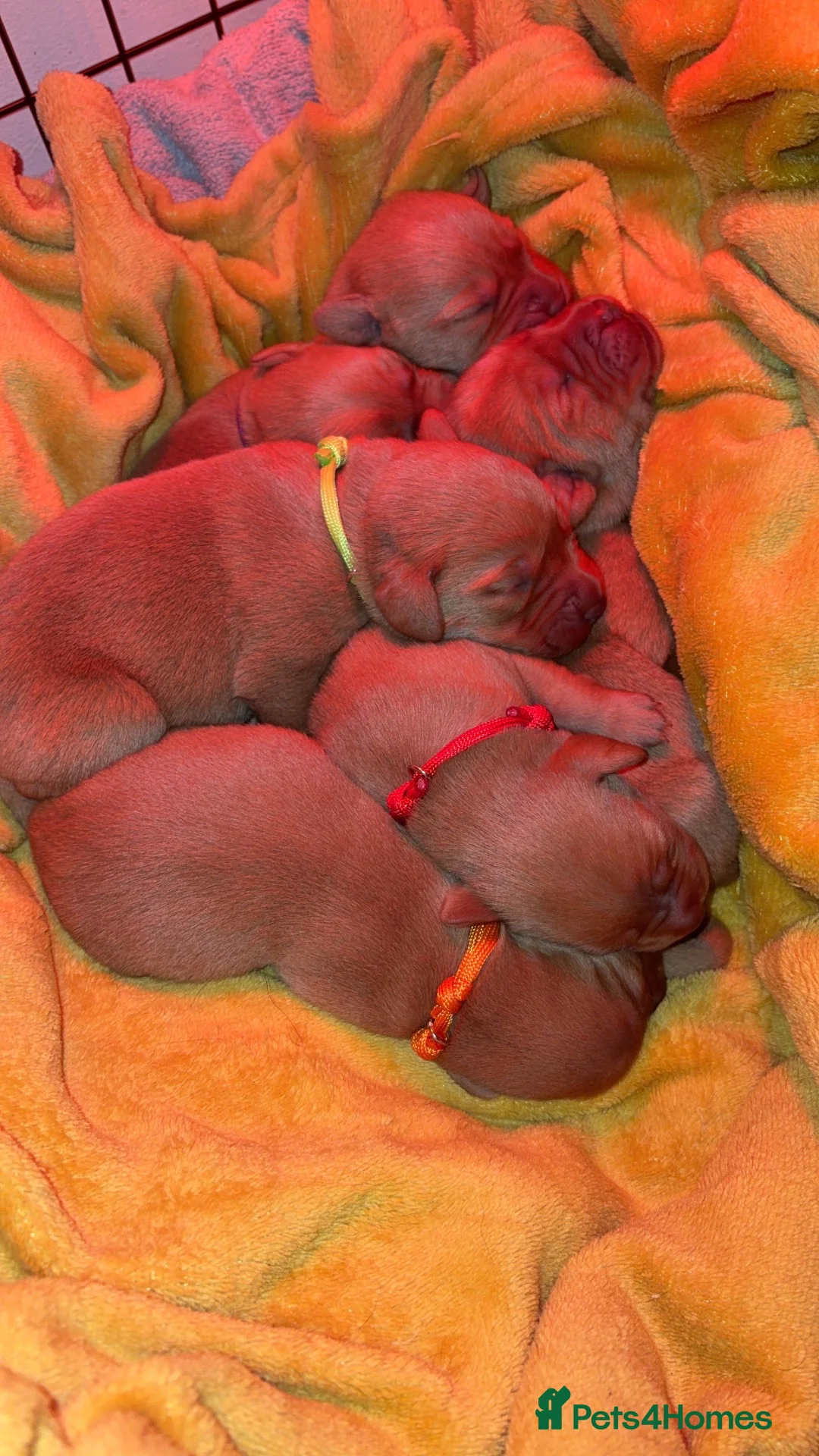 Labrador Retriever dogs for sale: Labrador puppies 4 male 2 female  - Advert 1