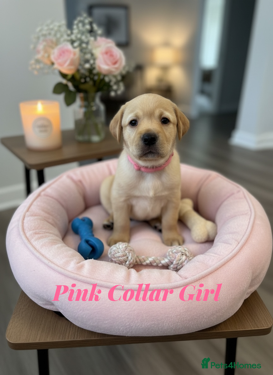 Labrador Retriever dogs for sale: Stunning KC Puppies Health Tested Parents - Advert 14