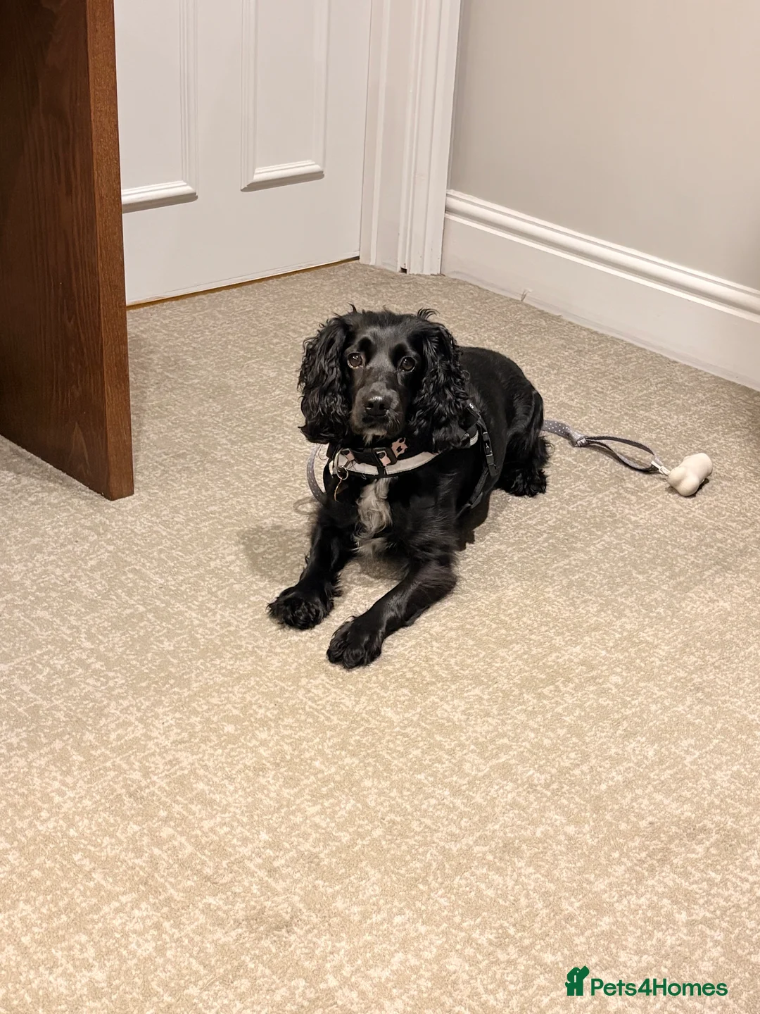 Cocker Spaniel dogs for sale: 2 year old cocker spaniel  - Advert 2