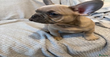 French Bulldog dogs - Advert 15