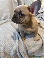 French Bulldog dogs - Advert 4
