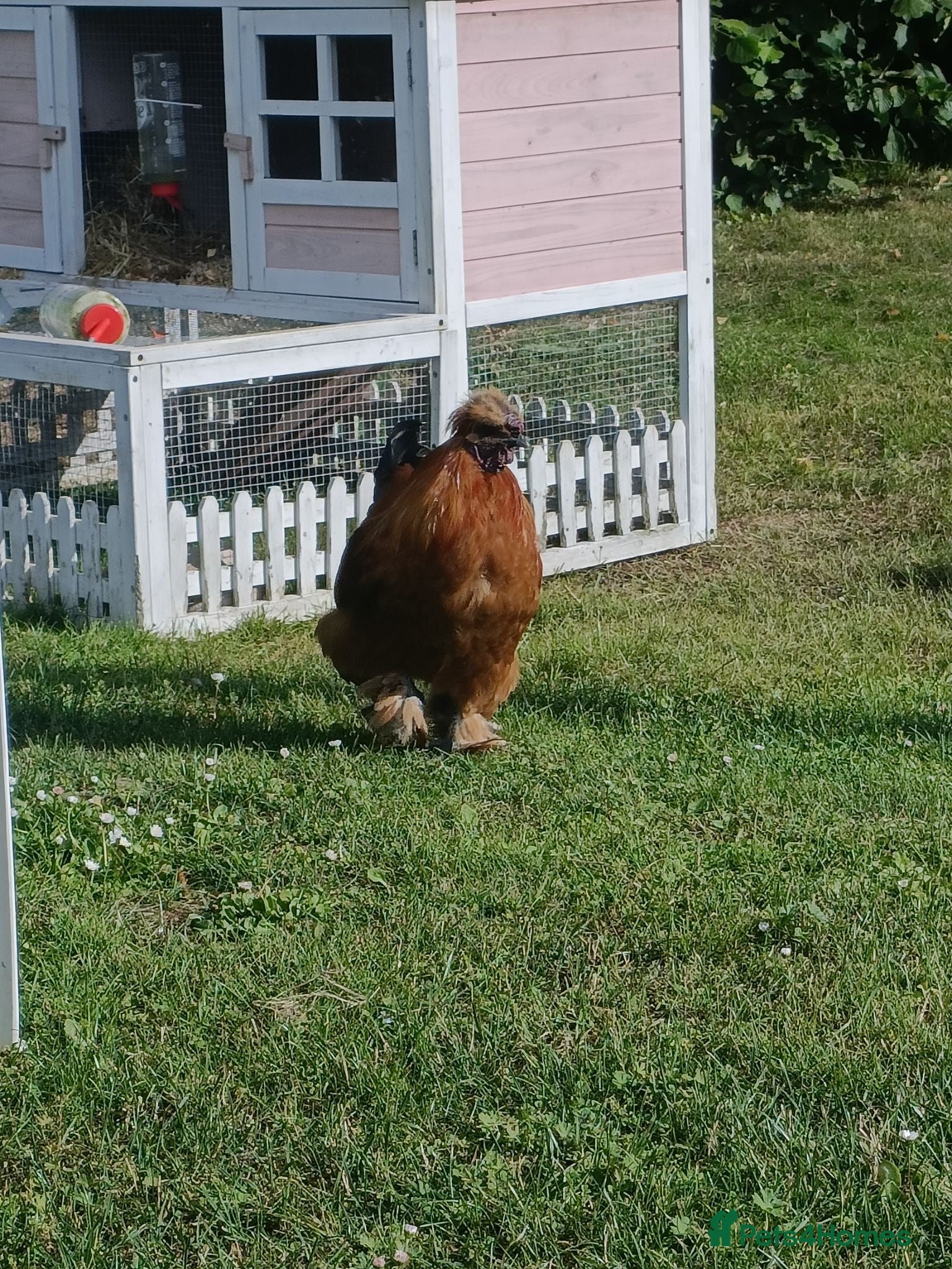Chickens poultry Silkie cockerels  - Advert 1