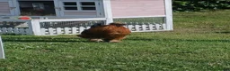 Chickens poultry for sale: Silkie cockerels  in Woodbridge - Advert 1