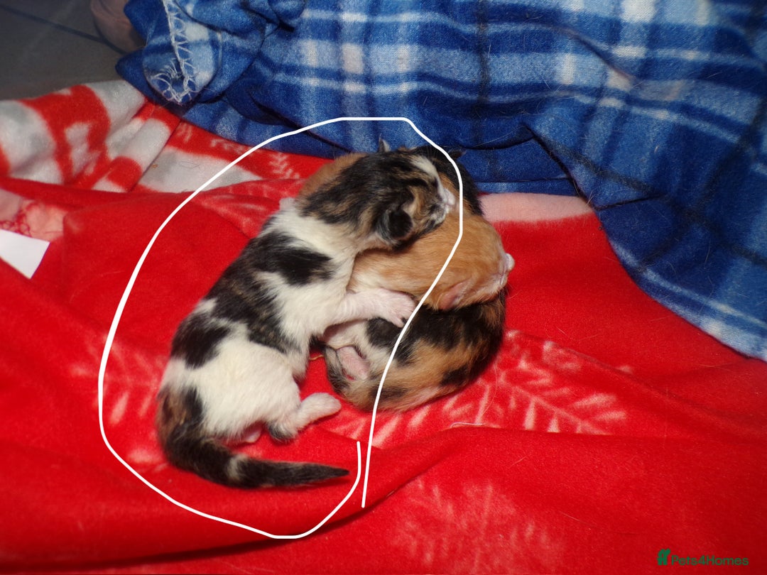 Mixed Breed cats for sale: 3 Adorable Kittens – 2 Girls & 1 Boy - Image 3