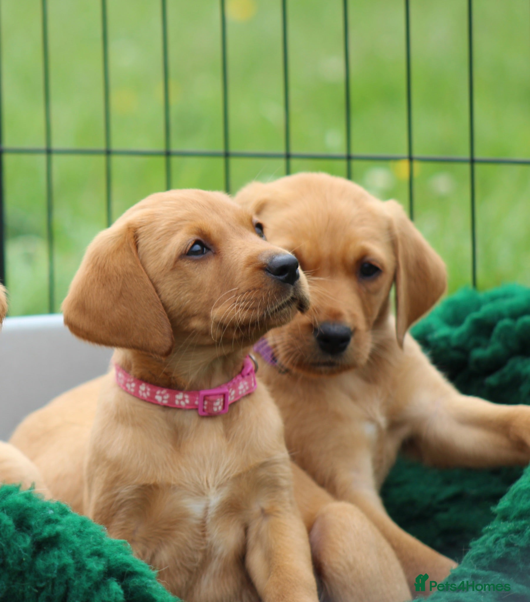 Labrador Retriever dogs *Ready Now* Labrador Puppies For Sale  - Advert 1