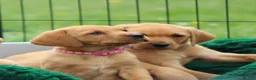 Labrador Retriever dogs for sale: *Ready Now* Labrador Puppies For Sale  - Advert 13