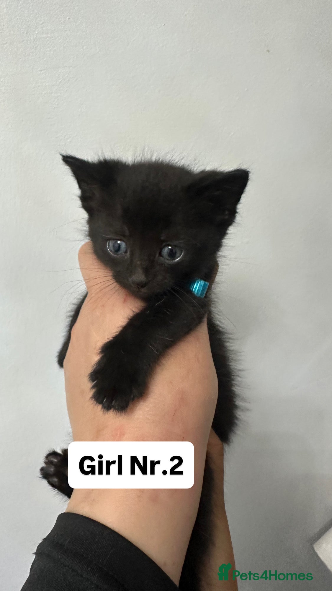 Maine Coon cats     Stunning 6 Week Old Maine Coon Cross Kittens - Advert 2