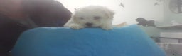 Bichon Frise dogs for sale: KC. REG BICHON FRISE PUPS - Advert 19