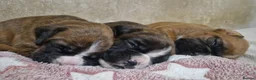 Boxer dogs for sale: Beautiful Boxer Puppies - Advert 2