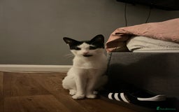 British Shorthair cats for sale: Lovely 1 year old male cat  - Image 2