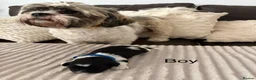 Shih Tzu dogs for sale: Beautiful Shih Tzu puppies  - Advert 11