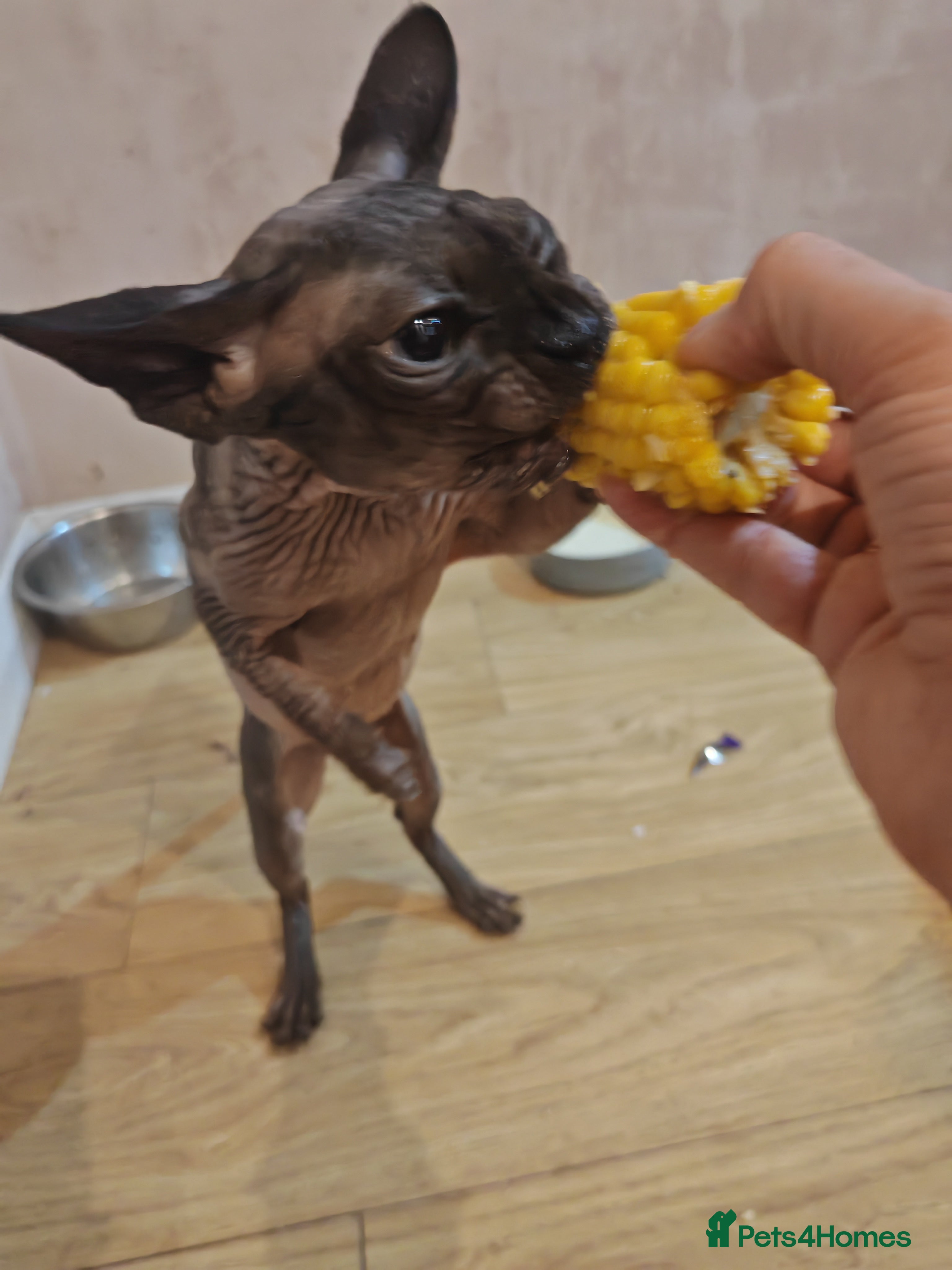 Sphynx cats Sphynx Bambino for sale with blue eyes  - Advert 3