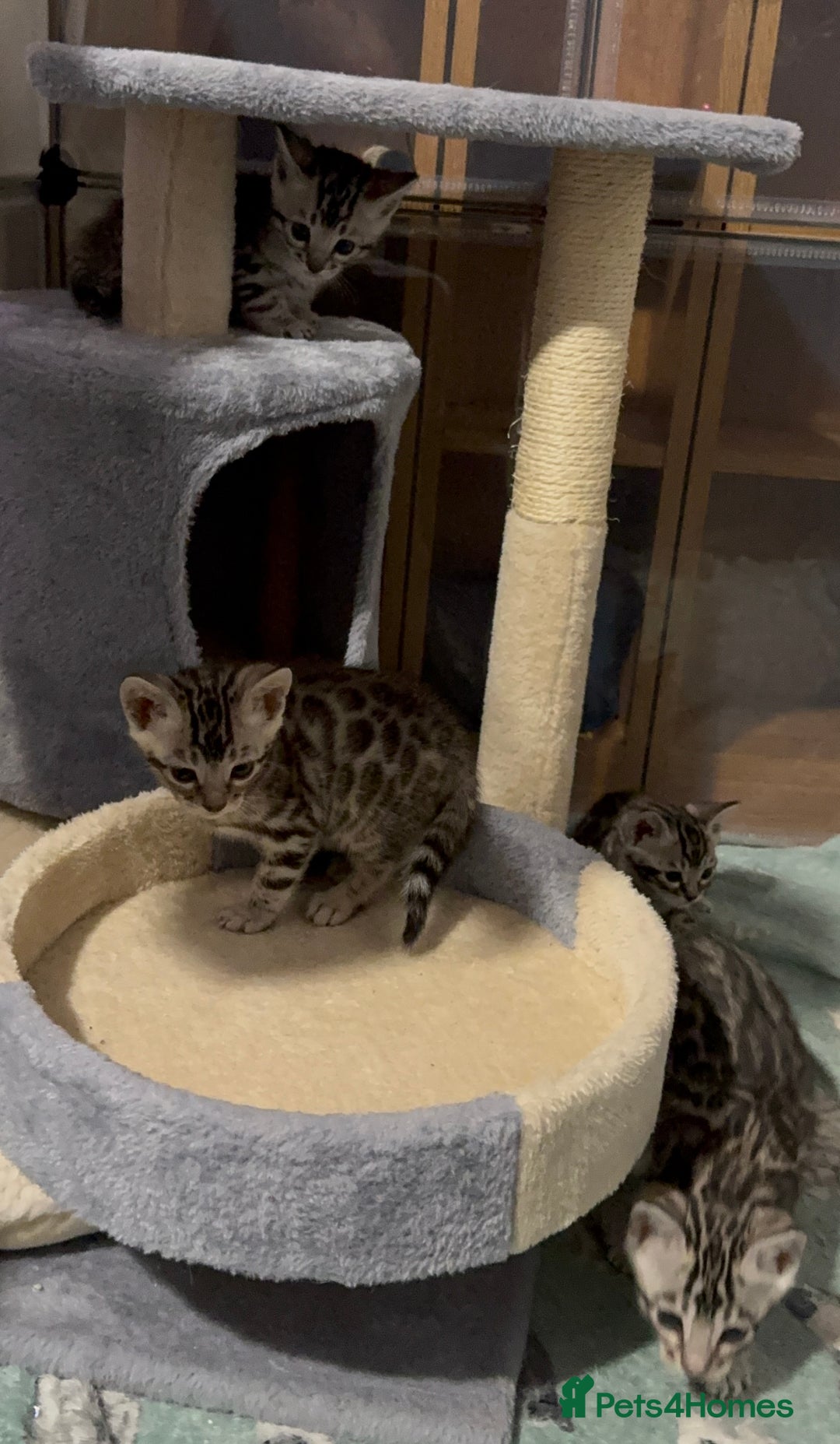 Bengal cats for sale: Ready mid March. Stunning TICA-registered Bengals  - Advert 24