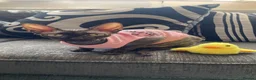 Sphynx cats for sale: Beautiful 1-Year-Old Tortoiseshell Cat  - Advert 1