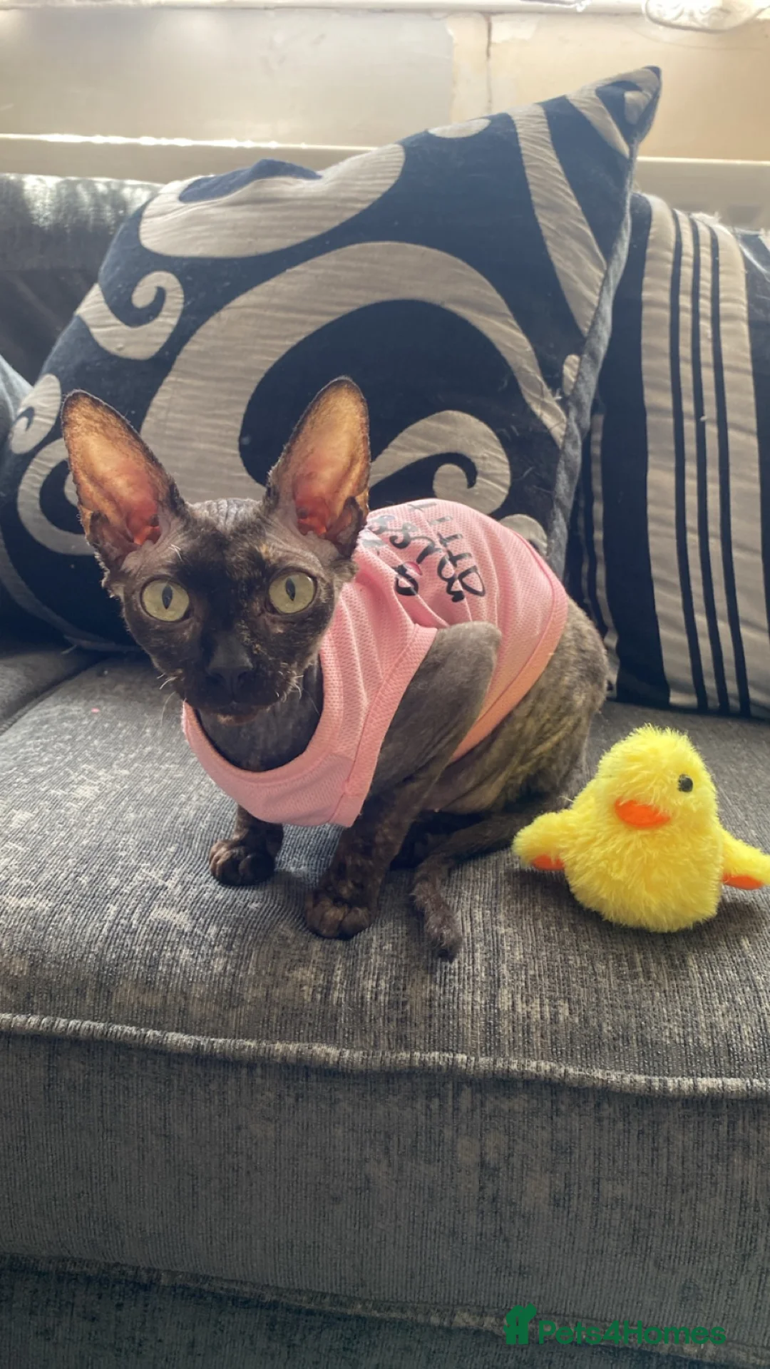 Sphynx cats for sale: Beautiful 1-Year-Old Tortoiseshell Cat  - Advert 1