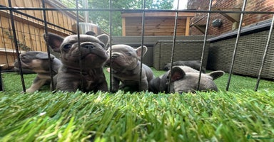 French Bulldog dogs - Advert 2