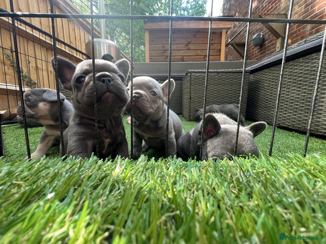 French Bulldog dogs for sale: 7 week old kC French bulldogs - Image 14