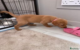 Labrador Retriever dogs for sale: Black/fox Labrador kc with 5 wks free insurance  - Image 26
