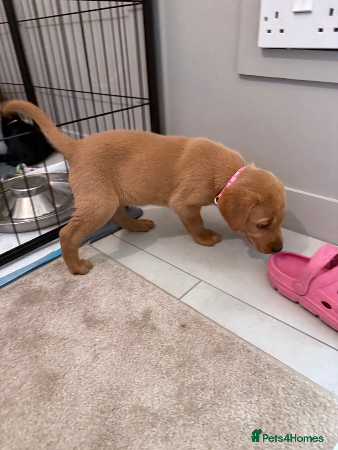 Labrador Retriever dogs for sale: Black/fox Labrador kc with 5 wks free insurance  - Image 26