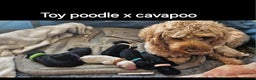 Toy Poodle dogs for stud: *2 STUDS AVAILABLE*FULL PEDIGREE SILVER & PHANTOM in Colwyn Bay - Advert 28