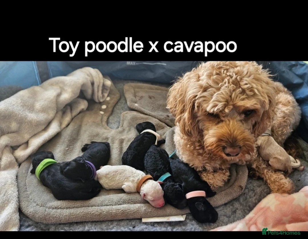 Toy Poodle dogs for stud: *2 STUDS AVAILABLE*FULL PEDIGREE SILVER & PHANTOM - Advert 28