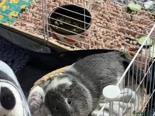 Guinea Pig rodents Beautiful male guinea pigs - Advert 1