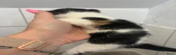 Mixed Breed cats for adoption: Beautiful kittens - Advert 16