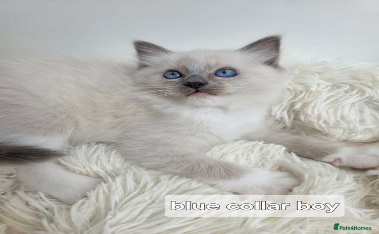 Ragdoll cats - Advert 2