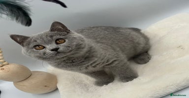 British Shorthair cats - Advert 3