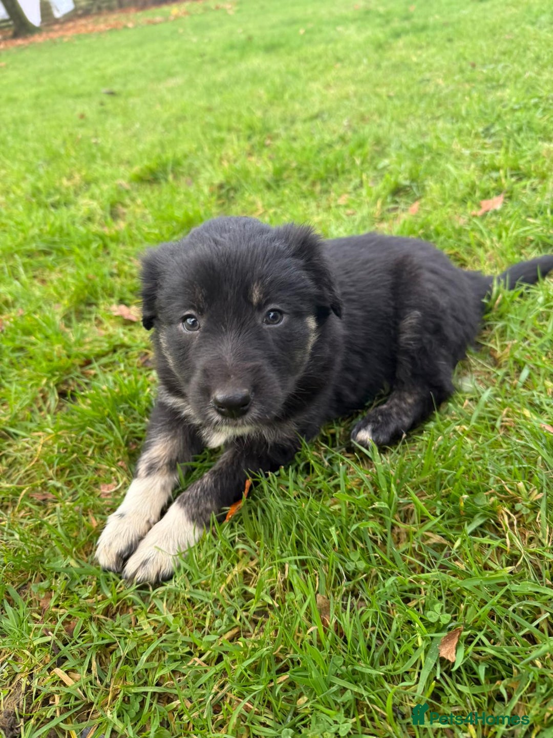 Border Collie dogs for sale: Gorgeous Border Collie Pups - Advert 5