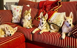 Pomsky dogs for sale: ✨ Adorable Blue-Eyed Pomsky 🐾 Pups, 16 Weeks Old - Image 1