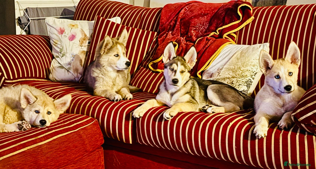 Pomsky dogs for sale: ✨ Adorable Blue-Eyed Pomsky 🐾 Pups, 16 Weeks Old - Image 1