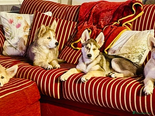 Pomsky dogs - Advert 2